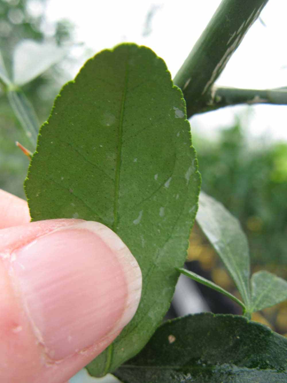              Margin (Phillip Rucks Citrus Nursery, Frostproof, FL)       